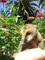 coati